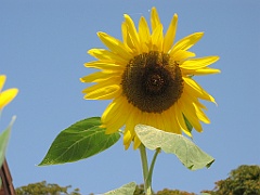 Tournesol 2